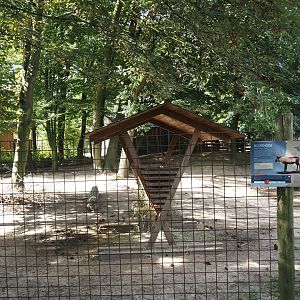 Eurasian forest reindeer paddock near holding area, 2024-08-21
