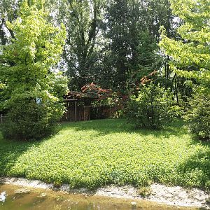 Expanded Mountain bongo paddock - Former red river hog paddock, 2024-08-21