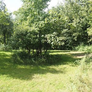 Expanded Mountain bongo paddock - Slightly extended original Mountain bongo paddock, 2024-08-21