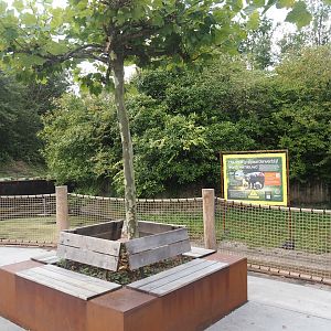 New sitting area with plane tree next to pygmy hippopotamus exhibit, 2024-08-21