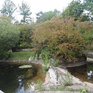 Pygmy hippopotamus exhibit undergoing renovation, 2024-08-21