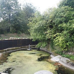 Pygmy hippopotamus exhibit undergoing renovation, 2024-08-21
