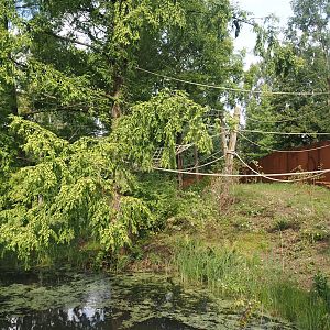 Future Black-and-gold howler monkey and Pied tamarin exhibit, 2024-08-21