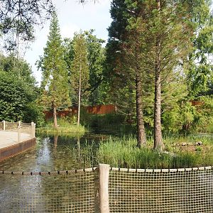 Future Black-and-gold howler monkey and Pied tamarin exhibit and Island with Carboniferous arthropod models, 2024-08-21