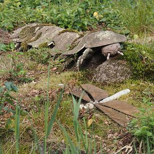 Carboniferous arthropod models - Meganeura and Arthropleura, 2024-08-21