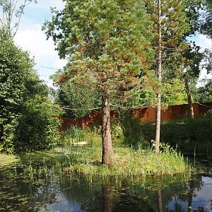 Future Black-and-gold howler monkey and Pied tamarin exhibit, 2024-08-21