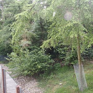 Bush dog separation exhibit (Temporarily home to Azara's agoutis at the time of my visit), 2024-08-21