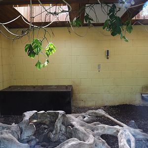 Bush dog indoor exhibit, 2024-08-21
