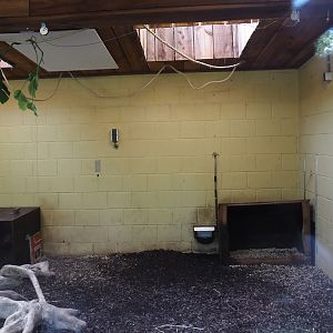 Bush dog indoor exhibit, 2024-08-21