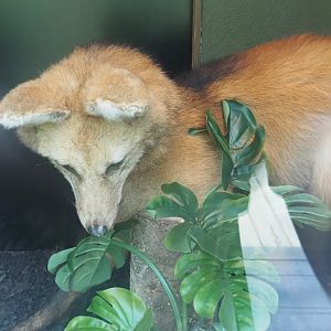 Maned wolf (Chrysocyon brachyurus) taxidermy specimen, 2024-08-21