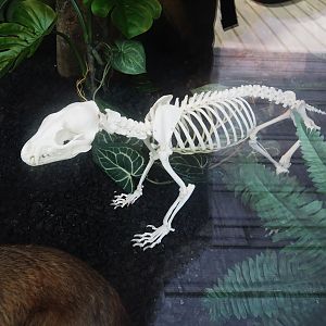Bush dog (Speothos venaticus) skeleton, 2024-08-21