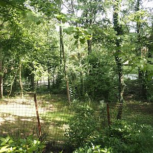 Bush dog exhibit, 2024-08-21