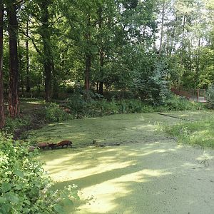 Bush dog exhibit, 2024-08-21