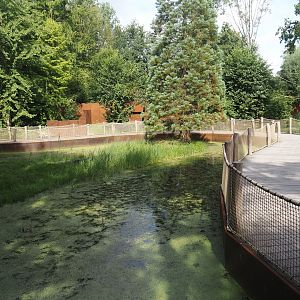 Island part of the Bush dog exhibit, 2024-08-21