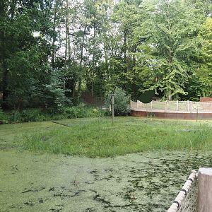 Bush dog exhibit, 2024-08-21