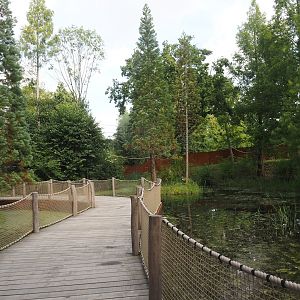 Boardwalk between the Bush dog exhibit and the Future Black-and-gold howler monkey and Pied tamarin exhibit, 2024-08-21
