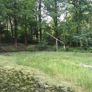 Bush dog exhibit, 2024-08-21
