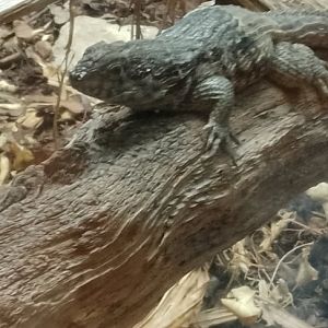 Northern curly Tailed lizard