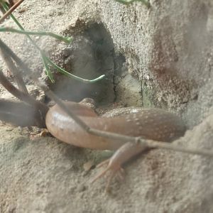 Occelated skink, CBC