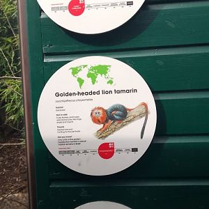 Life among the trees