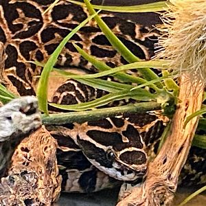 Mexican Lance-headed Rattlesnake