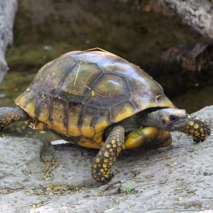 Yellow-footed Tortoise