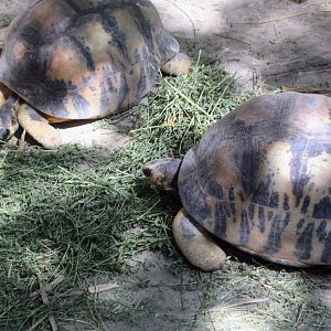 Radiated Tortoise