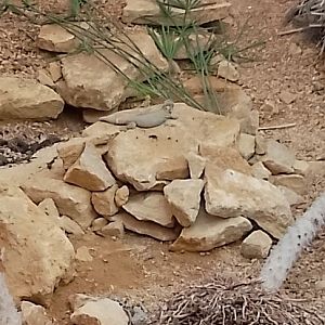 Egyptian Spiny tailed Lizard???