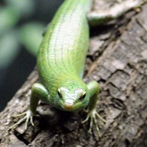 Emerald Tree Skink