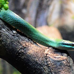 Rhinoceros Rat Snake