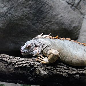 Green Iguana
