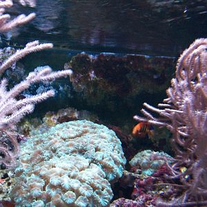 ID help needed, Australasian aquarium fish