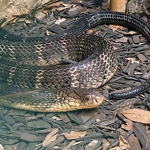 Chinese Banded King Cobra