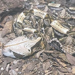 West African Gaboon Viper