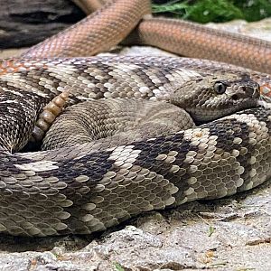 Eastern Black-tailed Rattlesnake