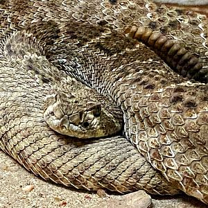 Western Diamondback Rattlesnake