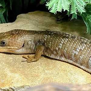 Texas Alligator Lizard