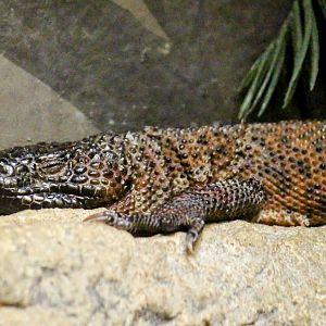 Guatemalan Beaded Lizard