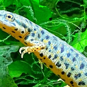Black-spotted Newt