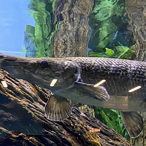 Alligator Gar