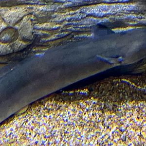American Eel