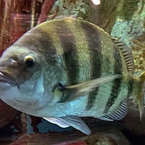 Sheepshead