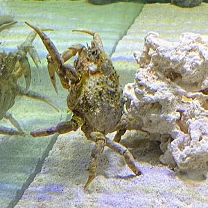 Crab ID - Gladys Porter Zoo