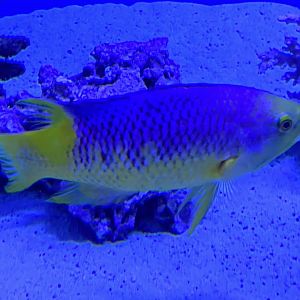 Spanish Hogfish