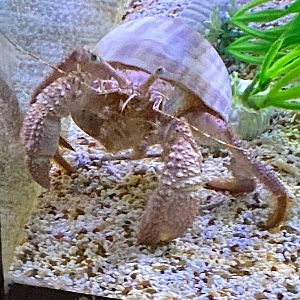 Giant Hermit Crab