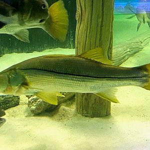 Common Snook