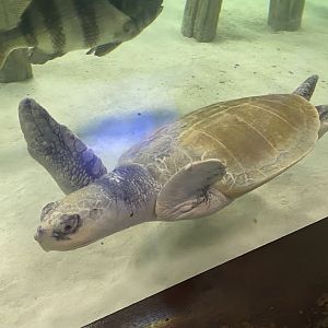 Kemp's Ridley Sea Turtle
