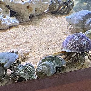 Thinstripe Hermit Crab