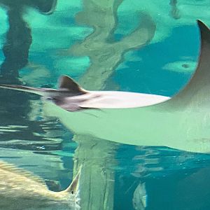 Atlantic Cownose Ray