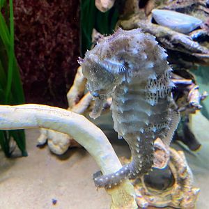 Northern Seahorse